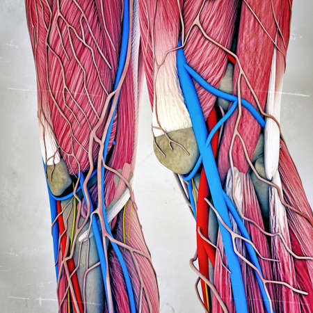 leg musclesの写真素材