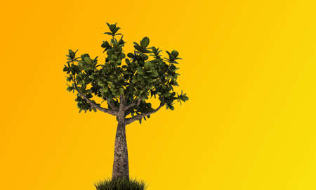 little bonsai isolated on orange background