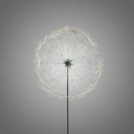 dandelion isolated on white backgroundの写真素材