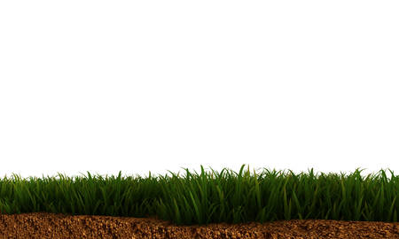 illustration of green grass on soil isolated on white backgroundの写真素材