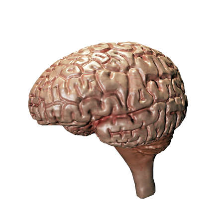 brain isolated on white background