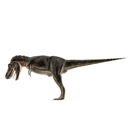 Tarbosaurus isolated on white background