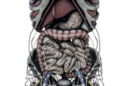 3d illustration of a man anatomic body isolated on white backgroundの写真素材