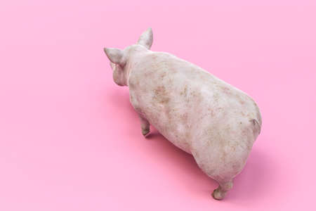 Huge pig isolated on pink background 3d illustrationの写真素材