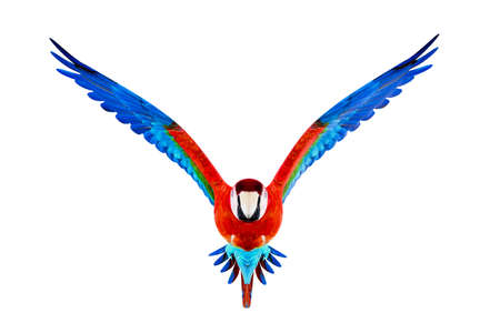 Guacamaya isolated on white background 3d illustration