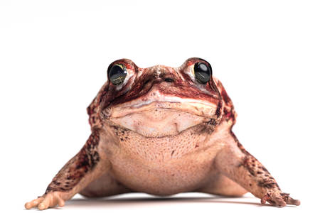 toad isolated on white background 3d illustrationの写真素材