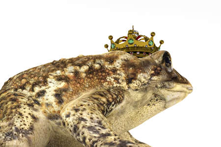 toad with crown isolated on white background 3d illustrationの写真素材