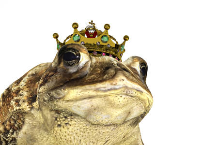 toad with crown isolated on white background 3d illustrationの写真素材