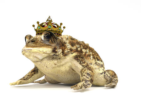 toad with crown isolated on white background 3d illustrationの写真素材