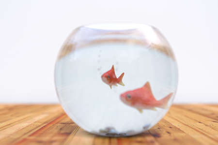 fish in a bowl on wooden table 3d illustrationの写真素材