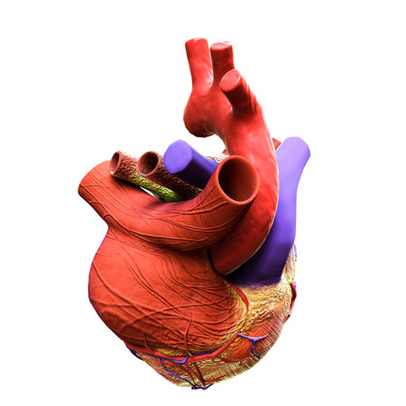 human heart isolated on white background 3d illustration