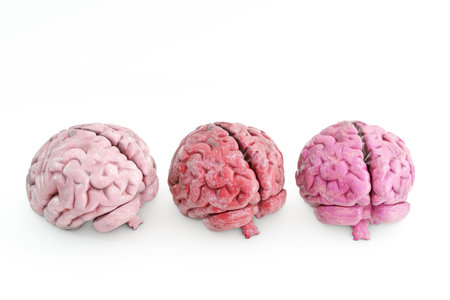 human brains isolated on white background 3d illustration