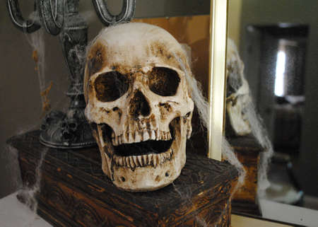 Skullの写真素材