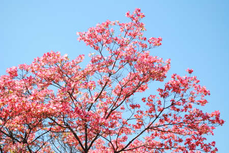 Bright Pink Flowers on Tree in Spring with Blue Sky