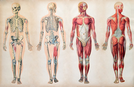 Old vintage anatomy charts of the human body showing the skeletal system and various muscles, four figures in a row in different orientations