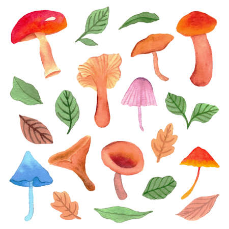 Set of Watercolor Mushroom and Leaves Elements Good for Decorationのイラスト素材