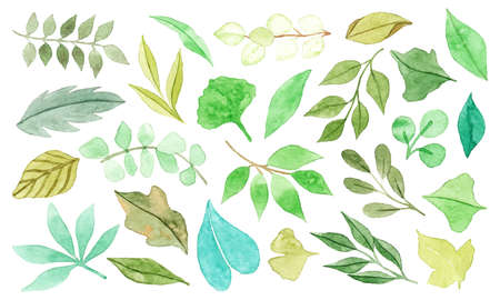 Set of Hand Painted Watercolor Leaves Botanical for Decoration Artwork Vectorのイラスト素材