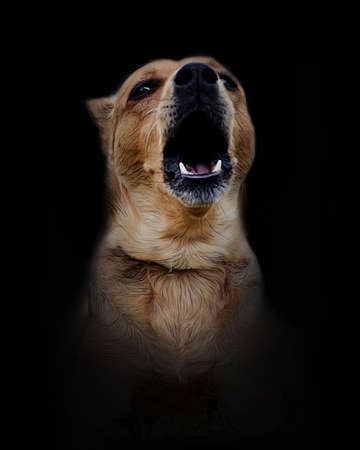 Portrait of a dog on a black background. The dog is looking at the camera.の写真素材