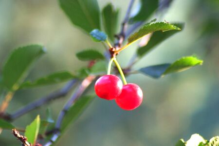 sour cherriesの写真素材
