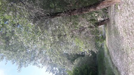 tree invaded by poplar duvetsの写真素材