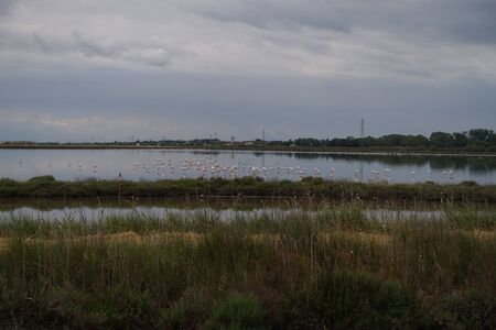 flamingos in the saline of cerviaの写真素材