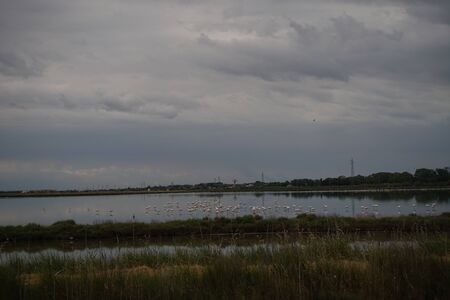 flamingos in the swampの写真素材