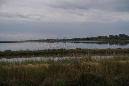 saline of cervia full of flamingosの写真素材