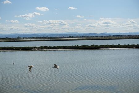 saline di cervia with a view of common seagullsの写真素材