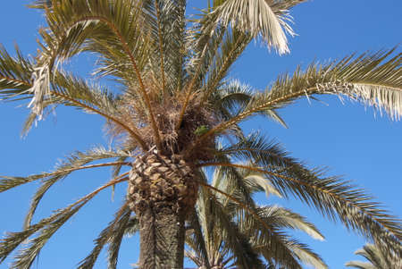 Palm treeの写真素材