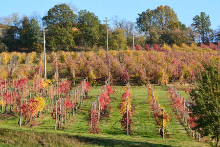 autumn vineyardsの写真素材