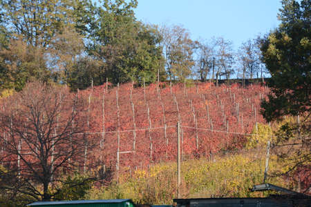 autumn vineyardsの写真素材