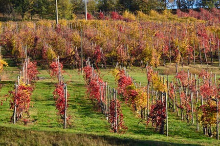 autumn vineyardsの写真素材