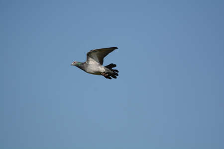 racing pigeons in the raceの写真素材