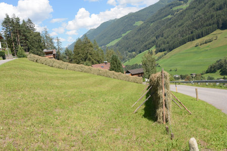grass cutting with drying on the fenceの写真素材