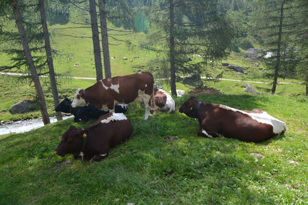 free-range cows in the ahrntal valleyの写真素材
