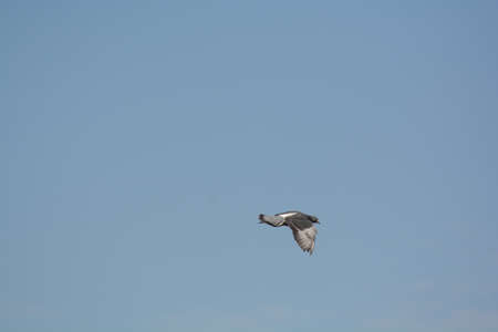 pigeon in flightの写真素材