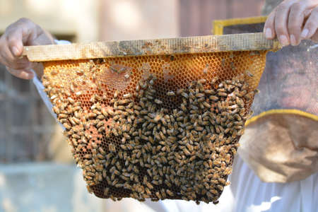 honeycomb with worker beesの写真素材