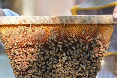 honeycomb with worker beesの写真素材