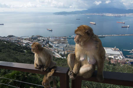 monkey with little ones on the parapet with a view of the port of gibraltarの写真素材