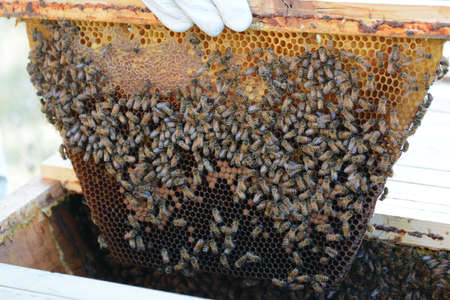 bees at work in the construction of the cellsの写真素材