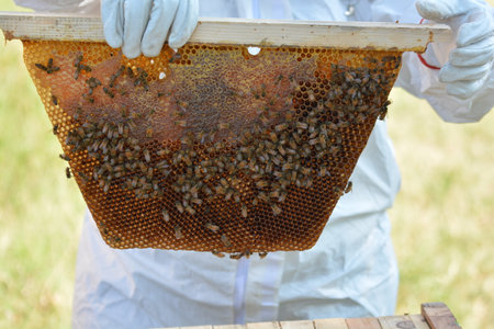 bees at work in the construction of the honeycombの写真素材