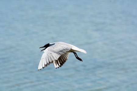 common gullの写真素材