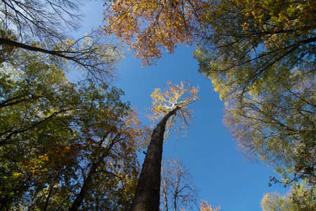 tall trees in the alhambra park in granadaの写真素材