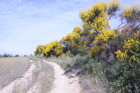 ginestre fioreite in monte brisighella pesaroの写真素材