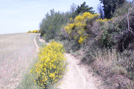 ginestre fioreite in monte brisighella pesaroの写真素材