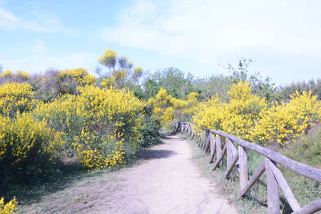 flowering of gorseの写真素材