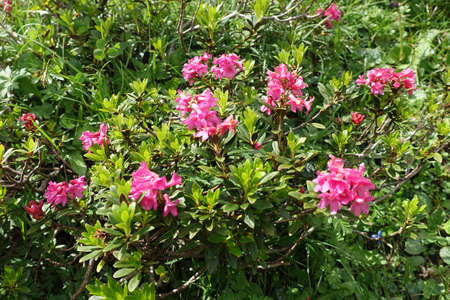 high mountain flowers carnie alpsの写真素材