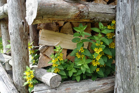 stacked wood for the winterの写真素材