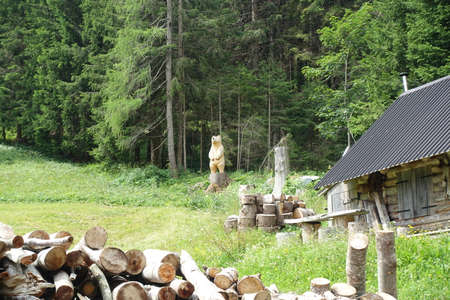 excursion to the park of the Carnic Alps in Sappadaの写真素材