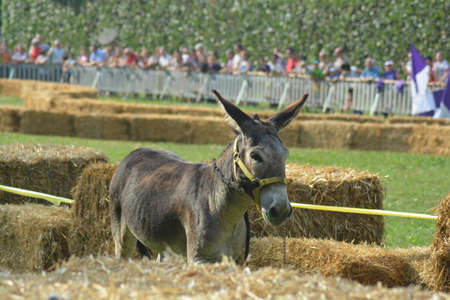 palio of donkeys in montecretoの写真素材